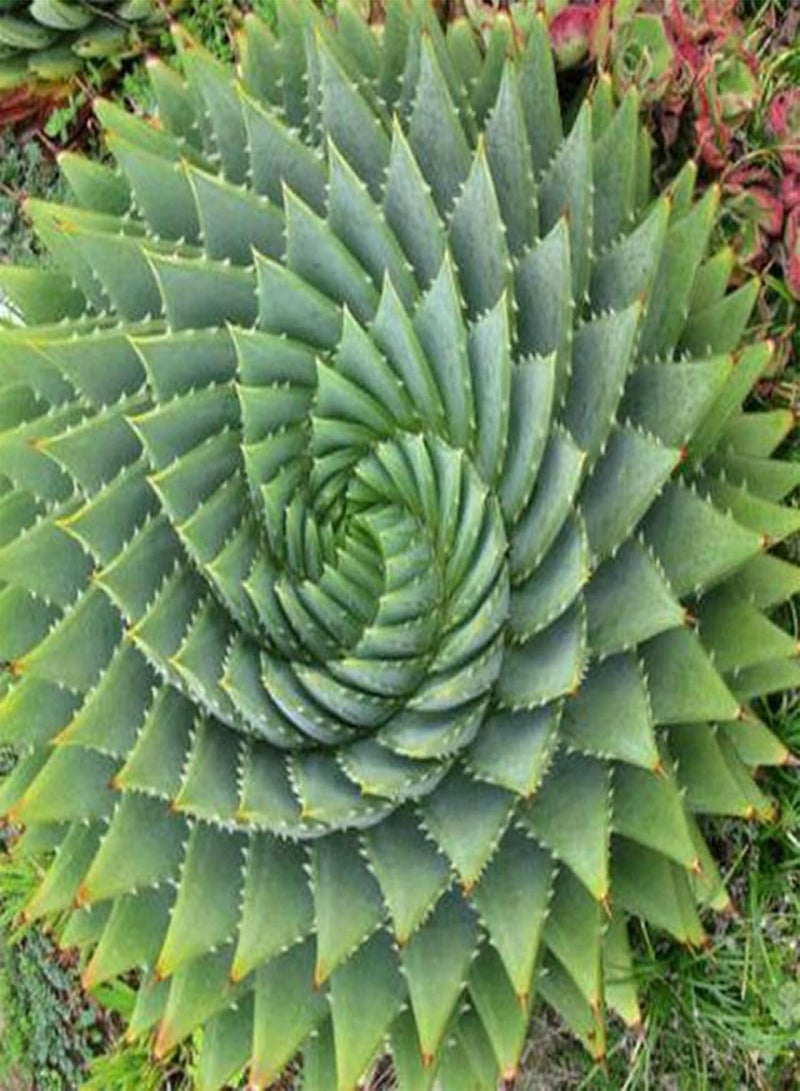 GGOOT Spiral Aloe Seeds,100Pcs/Bag Spiral Aloe Seeds Natural Easy to Plant Succulent Viable Garden Plant Seedlings for Balcony Aloe Seeds  - Image 5
