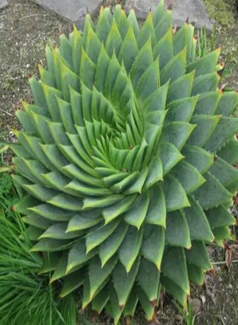 GGOOT Spiral Aloe Seeds,100Pcs/Bag Spiral Aloe Seeds Natural Easy to Plant Succulent Viable Garden Plant Seedlings for Balcony Aloe Seeds  - Image 3