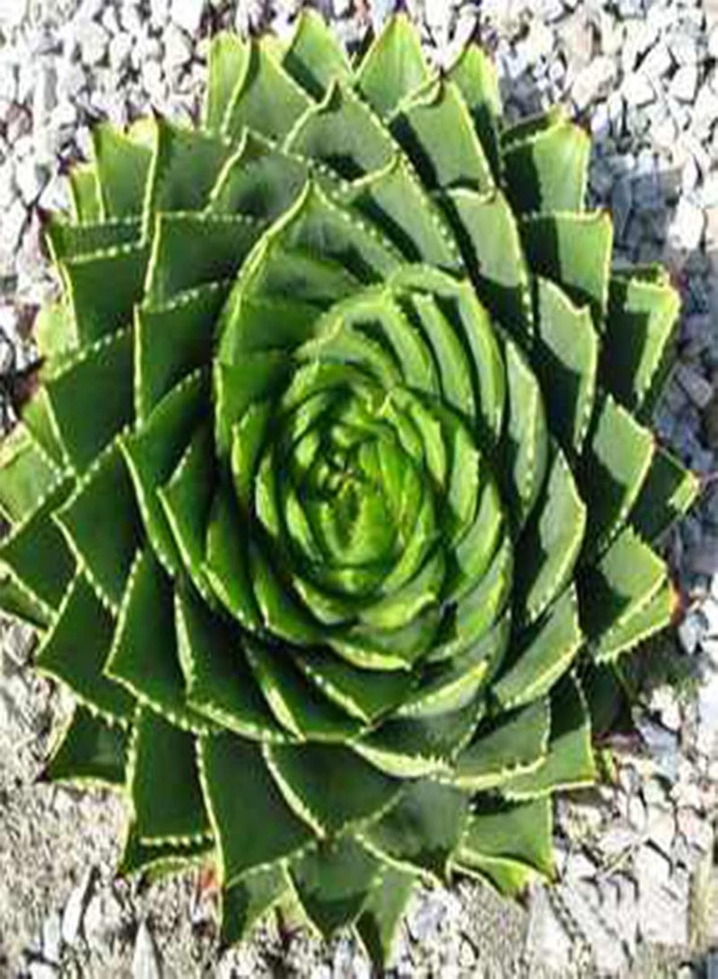GGOOT Spiral Aloe Seeds,100Pcs/Bag Spiral Aloe Seeds Natural Easy to Plant Succulent Viable Garden Plant Seedlings for Balcony Aloe Seeds  - Image 2