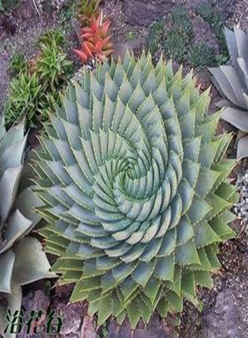GGOOT Spiral Aloe Seeds,100Pcs/Bag Spiral Aloe Seeds Natural Easy to Plant Succulent Viable Garden Plant Seedlings for Balcony Aloe Seeds  - Image 4