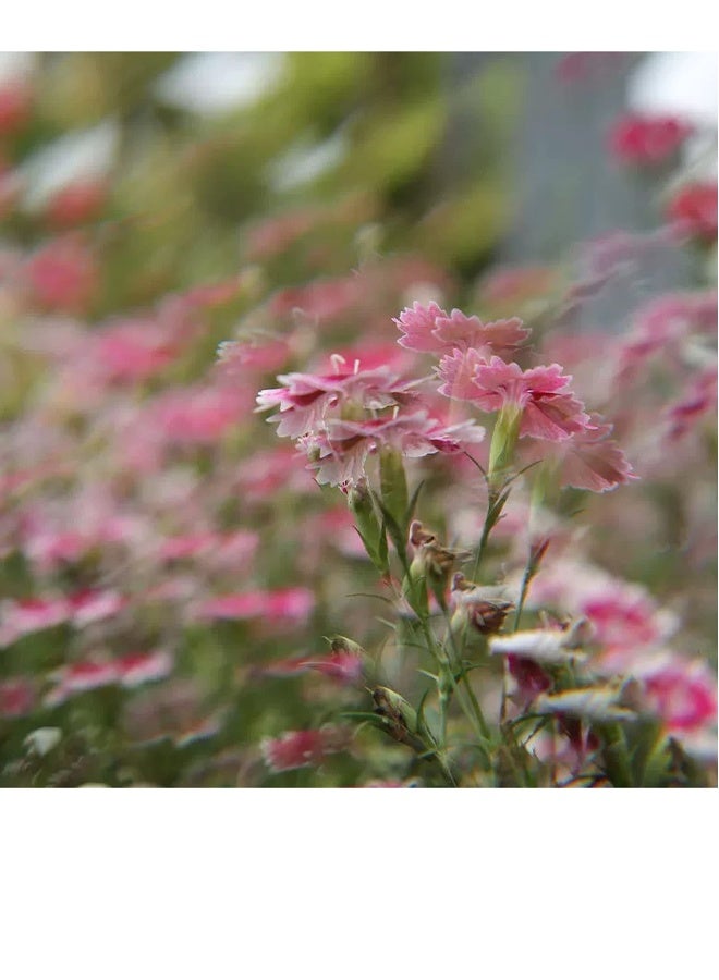Camera Filter Accessories, 77mm Linear Glass Prism, Foreground Blur, Repeated Color Images, Glass Prism Special Effects Filter, LENS0002  - Image 4