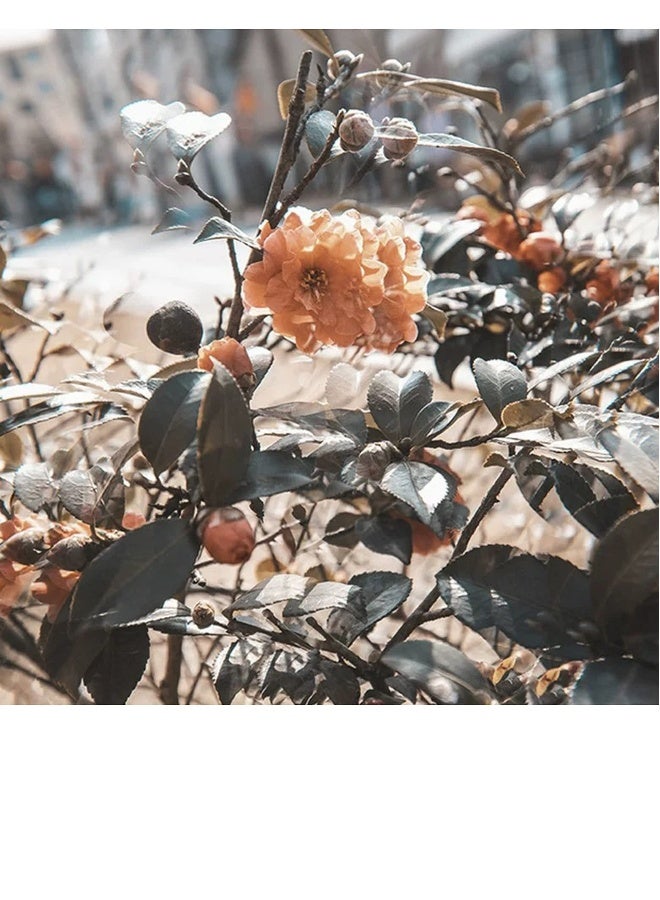 Camera Filter Accessories, 77mm Linear Glass Prism, Foreground Blur, Repeated Color Images, Glass Prism Special Effects Filter, LENS0002  - Image 5