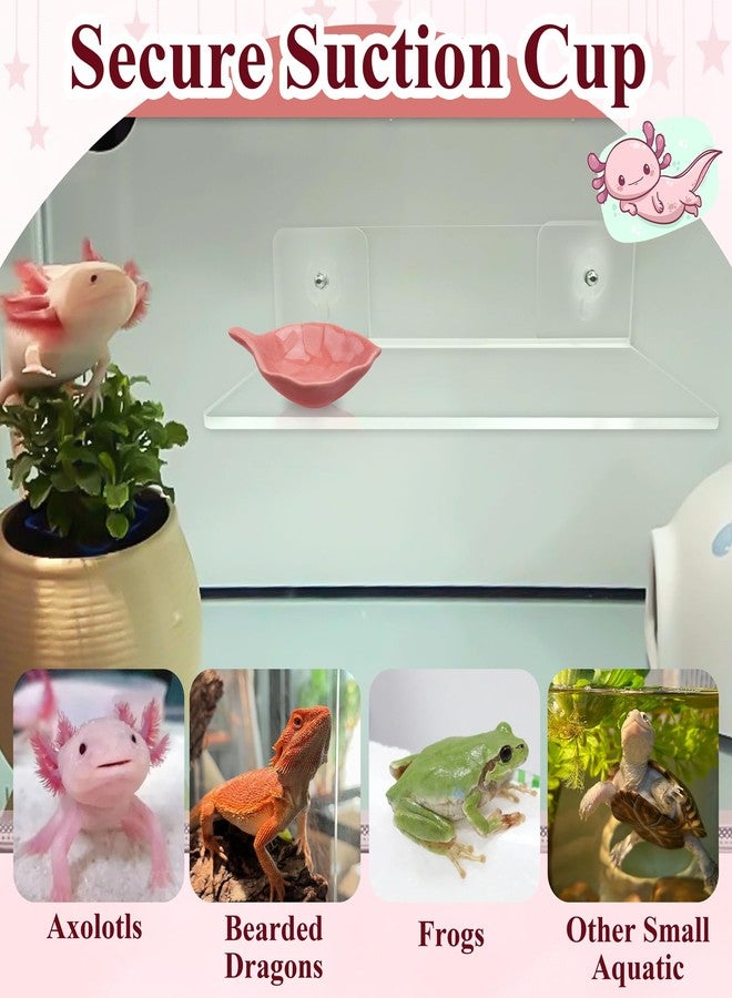 Niuohoy Axolotl Hammock Ledge for Aquarium with Feeding Dish Ceramic Tray Suction Cup and Feeding Tweezer Axolotl & Bearded Dragon Aquarium Accessories Kit (7.8 x 3.9in) - Image 4
