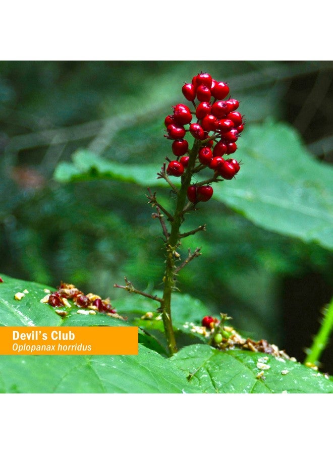 Herb Pharm Devil's Club Liquid Extract - 1 Ounce - Image 2