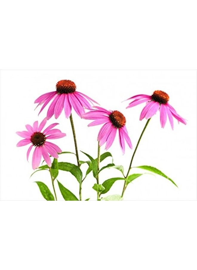 Echinacea Herb - Echinacea purpurea Loose Leaf C/S 100% from Nature (4 oz) - pzsku/Z07AEDA3FC34B7A9E7471Z/45/_/1683614183/2891bf53-1a2c-49ff-8d20-25cee7301609