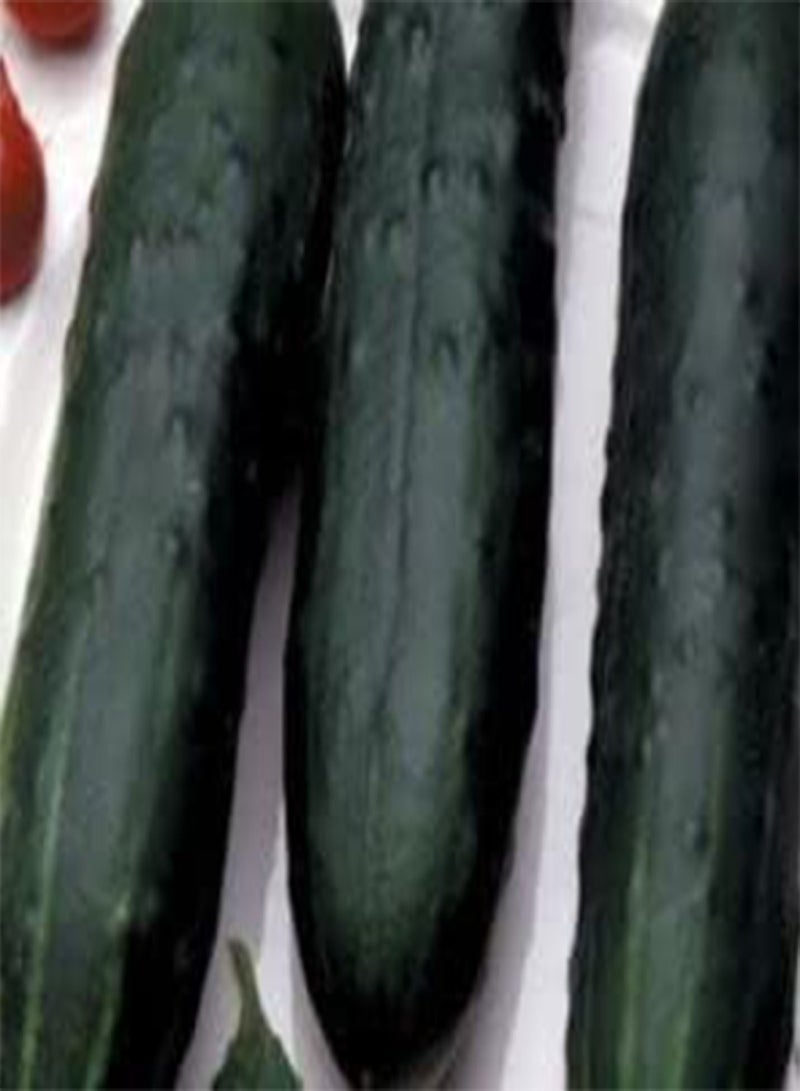 جي جوت 55 بذور خيار مسوق