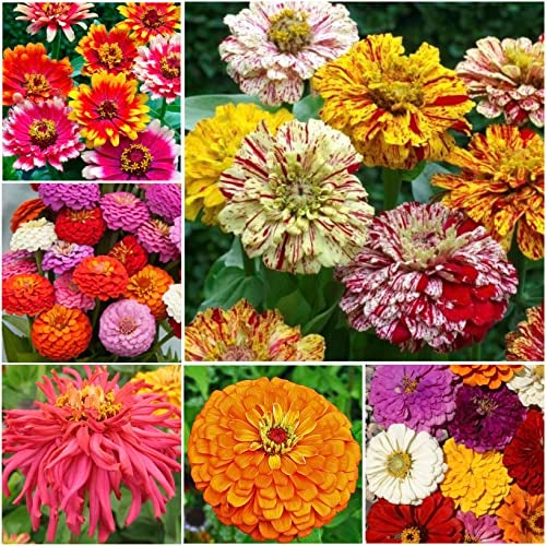 Seed Needs Zinnia Seeds 15+ Varieties Specialty Crazy Blend | 1,000+ Seeds Zinnia Elegans Open Pollinated | Includes California Giants, Candystripe & State Fair Species | Bulk - Image 3
