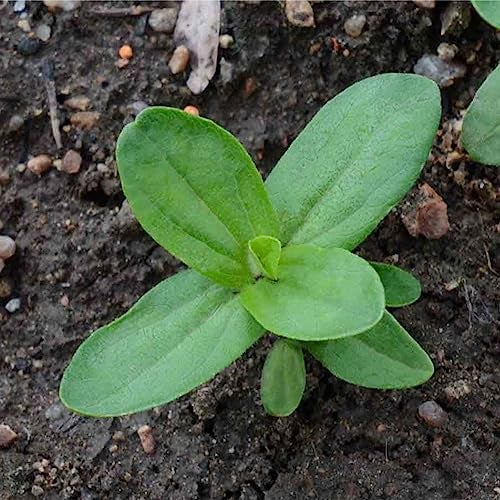 Seed Needs Zinnia Seeds 15+ Varieties Specialty Crazy Blend | 1,000+ Seeds Zinnia Elegans Open Pollinated | Includes California Giants, Candystripe & State Fair Species | Bulk - Image 5