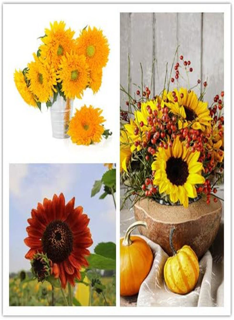 GGOOT 50Pcs Mix Sunflower Seeds Attractive Bouquet Fresh Colorful Flowers Attractive Smell Hardy Easy to Plant Germinate Strong Adaptability Enjoy Pastoral Scenery - Image 1
