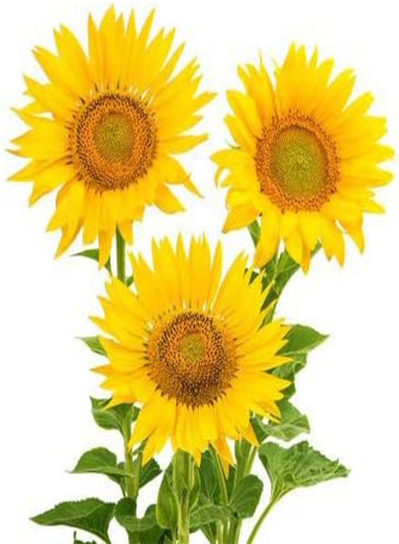 GGOOT 50Pcs Mix Sunflower Seeds Attractive Bouquet Fresh Colorful Flowers Attractive Smell Hardy Easy to Plant Germinate Strong Adaptability Enjoy Pastoral Scenery - Image 2