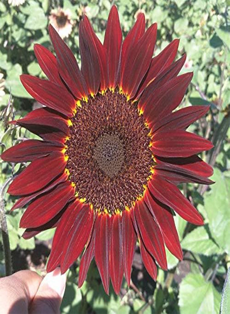 GGOOT 50Pcs Mix Sunflower Seeds Attractive Bouquet Fresh Colorful Flowers Attractive Smell Hardy Easy to Plant Germinate Strong Adaptability Enjoy Pastoral Scenery - Image 3