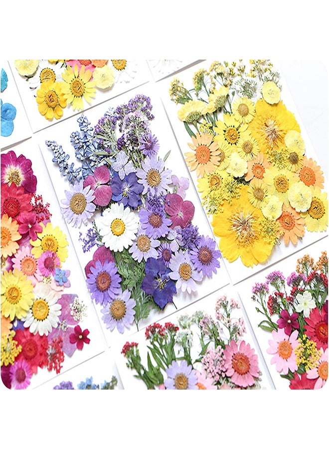 Lemon 40 Pcs Dried Pressed Flowers for Resin DIY Art Crafts, Natural Herbs Dry Plant Leaf Floral Epoxy, Jewelry Real Colorful Leaves Flower, Decor Cakes Phone Cases Candles Handmade Soap, Purple - Image 5