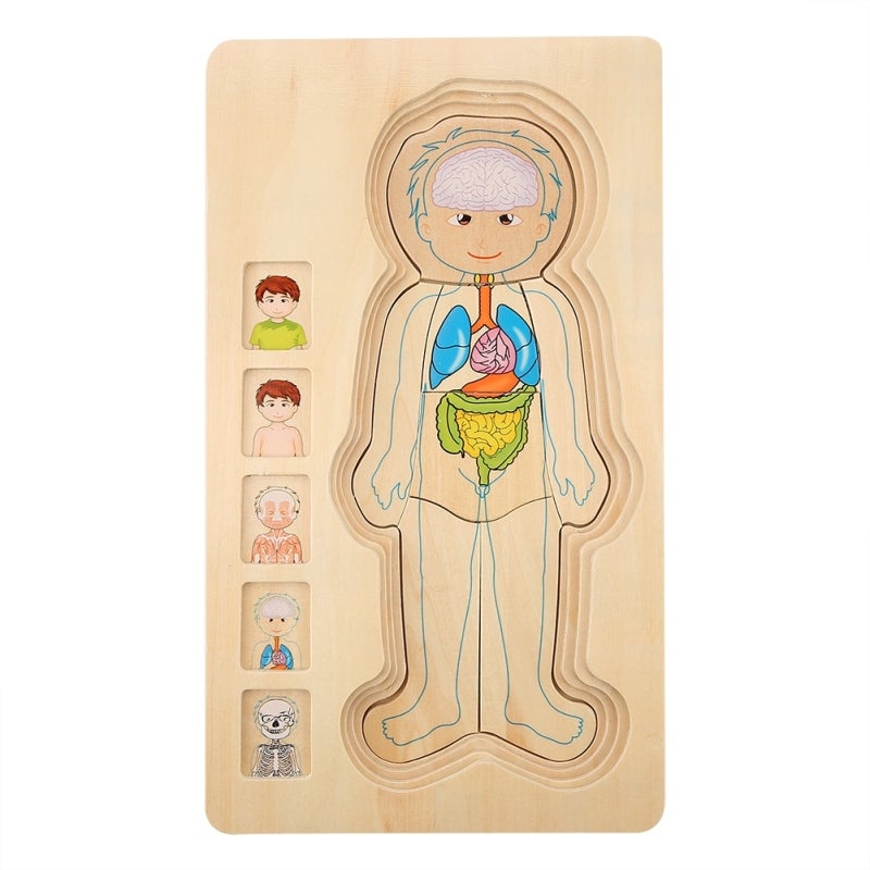 Wooden Brick Toy 3-Layer Educational Body Puzzle - Non-Toxic Colorfast Durable Human Anatomy Learning Toy for Toddlers - Image 5