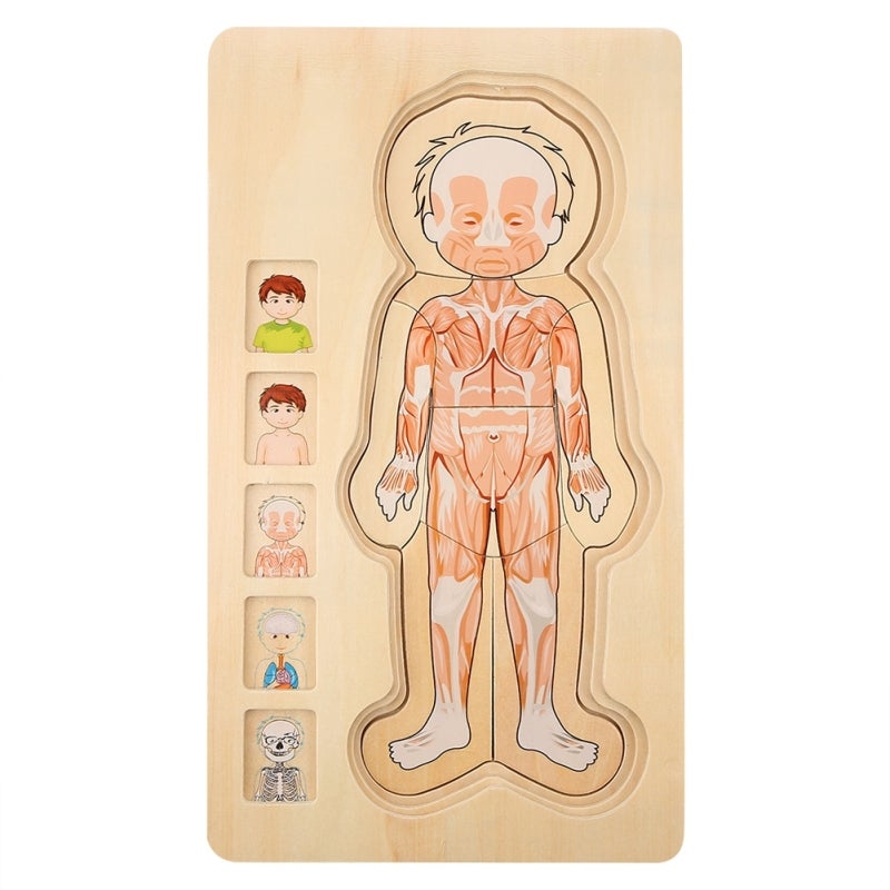 Wooden Brick Toy 3-Layer Educational Body Puzzle - Non-Toxic Colorfast Durable Human Anatomy Learning Toy for Toddlers - Image 4
