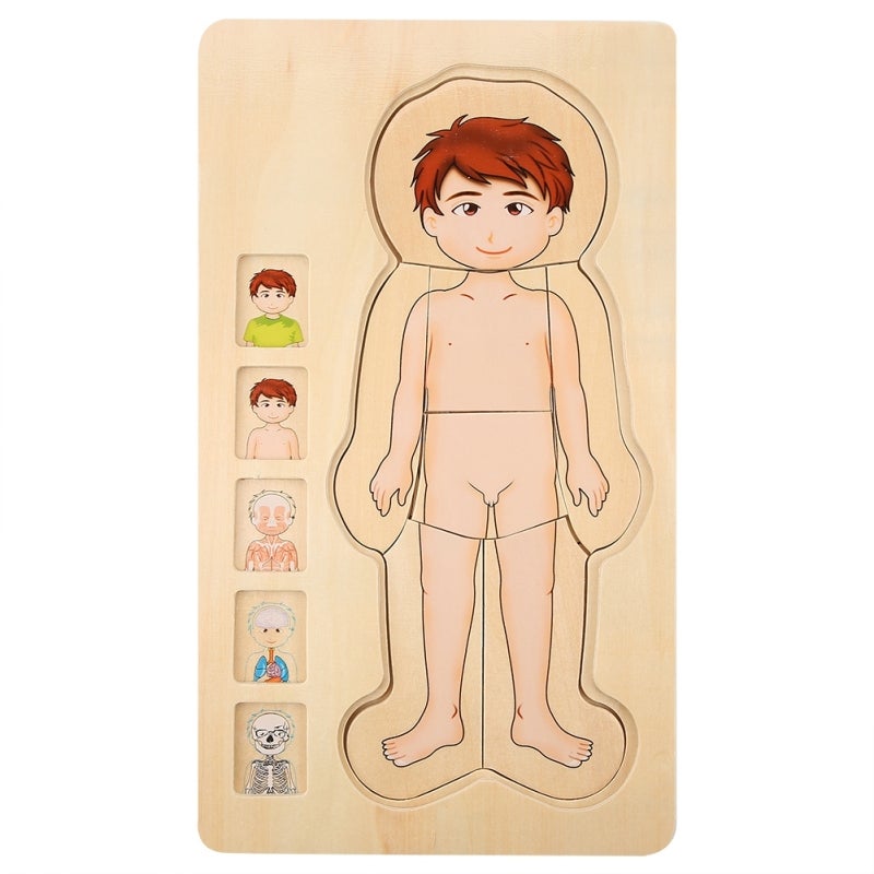 Wooden Brick Toy 3-Layer Educational Body Puzzle - Non-Toxic Colorfast Durable Human Anatomy Learning Toy for Toddlers - Image 3