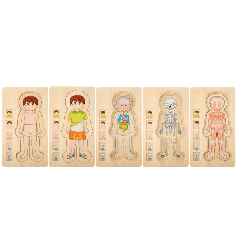 Wooden Brick Toy 3-Layer Educational Body Puzzle - Non-Toxic Colorfast Durable Human Anatomy Learning Toy for Toddlers - Image 1