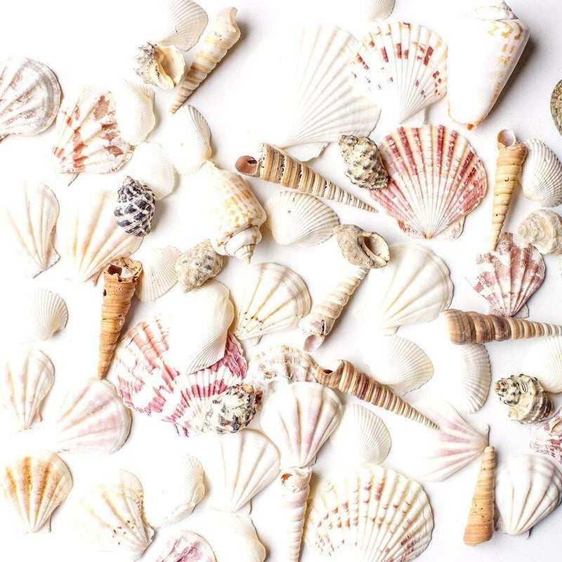 Super Z Outlet Mixed Ocean Beach Fairy Garden Assorted Seashells Marine Life for Decorations Arts  Crafts Party Favors Collection Approx 50 Pieces