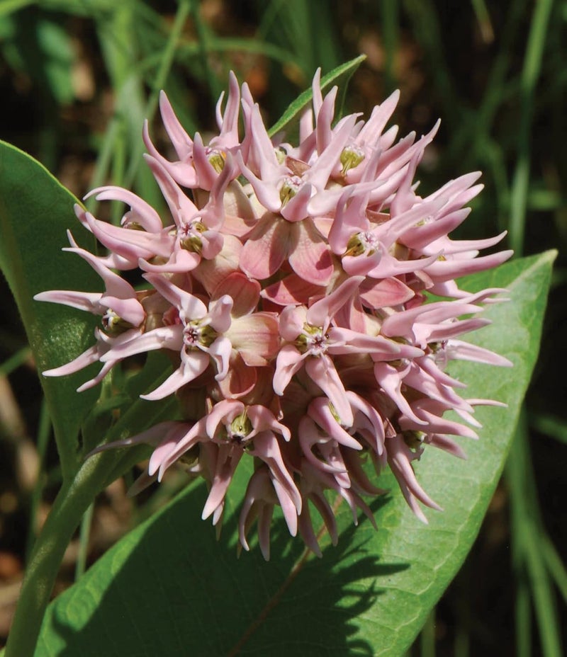 Burpee Showy Milkweed Asclepias Seeds 50 seeds - Image 3