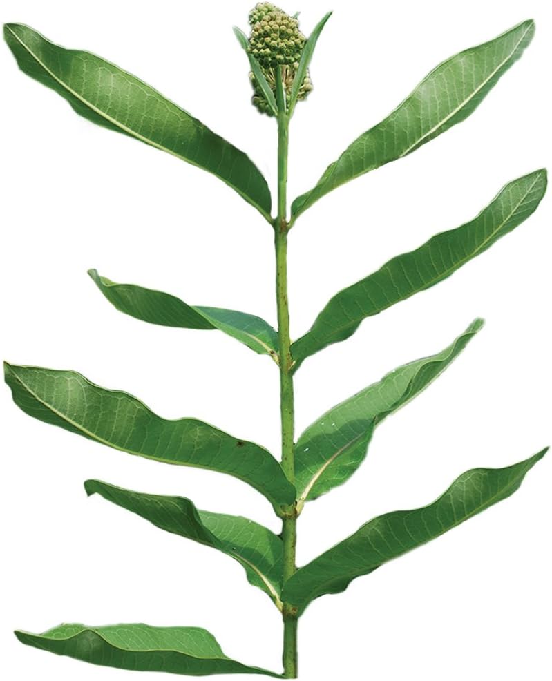 Burpee Showy Milkweed Asclepias Seeds 50 seeds - Image 1