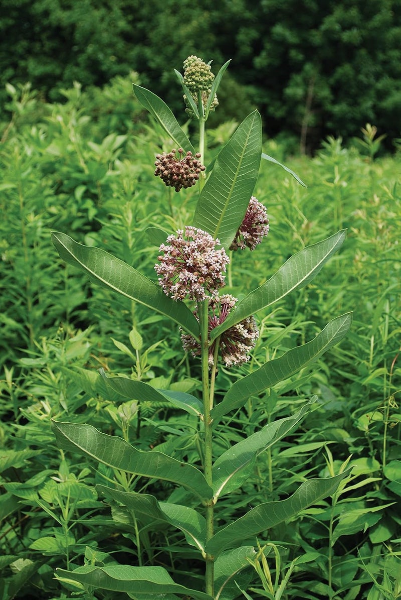 Burpee Showy Milkweed Asclepias Seeds 50 seeds - Image 2