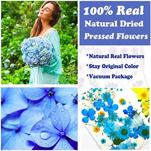 LUCISKY 85 Pcs Blue Pressed Dried Flowers for Resin Molds, Real Natural Flowers Leaves Bulk for DIY Art Nail Crafts, Jewelry, Candle, Soap Making - Image 2