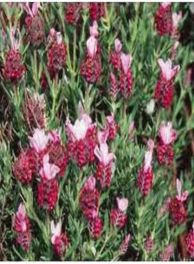 بذور نبات الساسافراس 15 قطعة