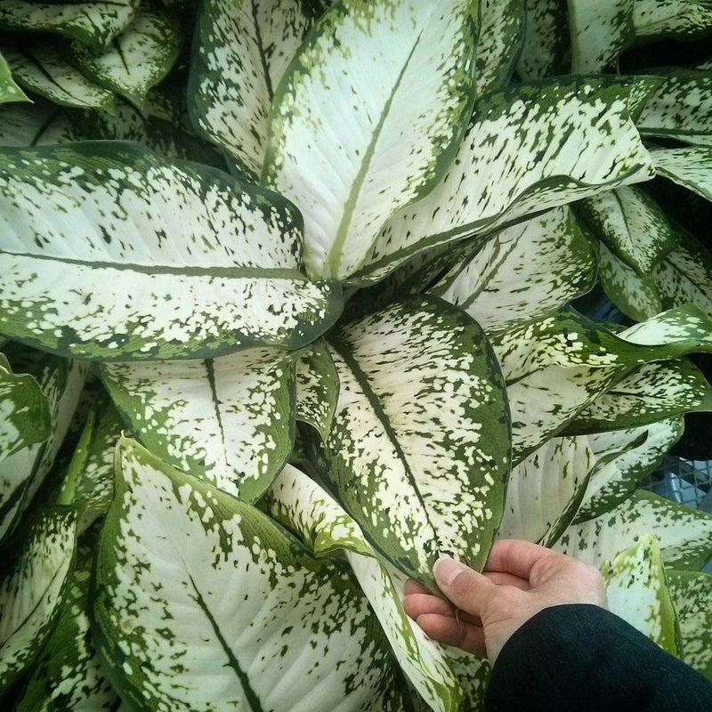 littlejungle little jungle Diffenbachia Delilah very rare Healthy Live Plants with White Pots Air Purifying Plant Indoor Plants with pots for home - Image 2