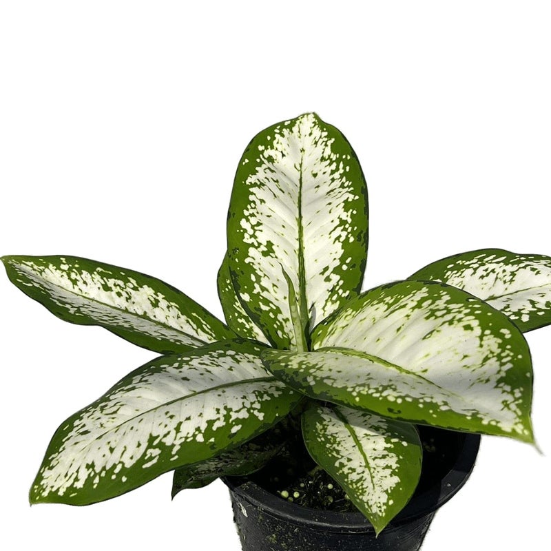 littlejungle little jungle Diffenbachia Delilah very rare Healthy Live Plants with White Pots Air Purifying Plant Indoor Plants with pots for home - Image 1