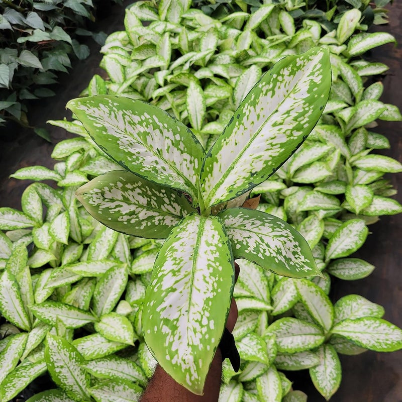 littlejungle little jungle Diffenbachia Delilah very rare Healthy Live Plants with White Pots Air Purifying Plant Indoor Plants with pots for home - Image 3