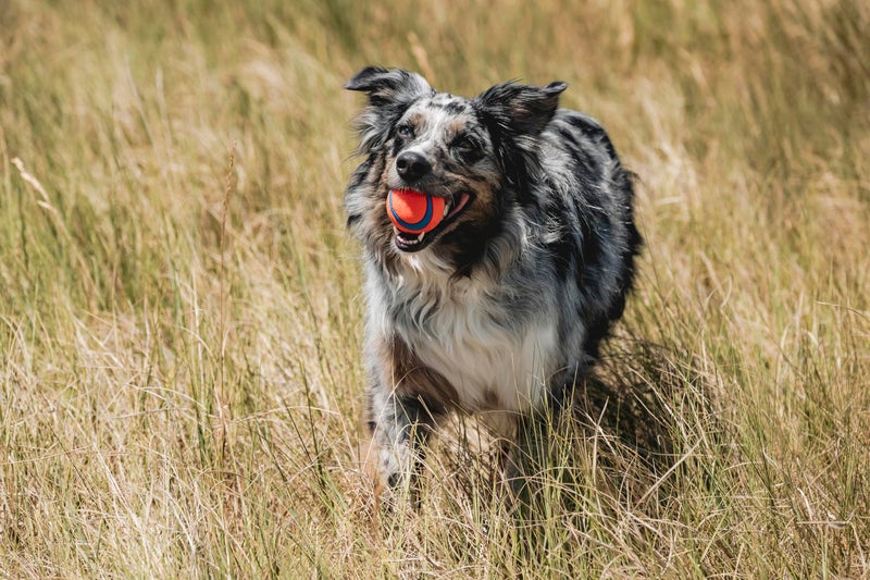 Chuckit! Ultra Ball Dog Toy, Medium (2.5 Inch Diameter) Pack of 1, for breeds 20-60 lbs - Image 2