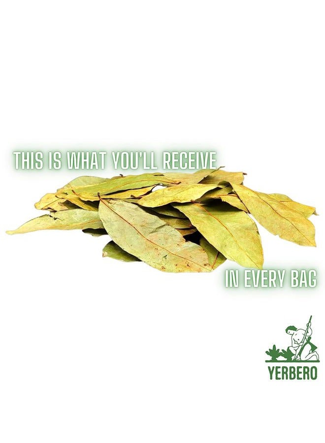 Yerbero - Whole Dried Graviola Soursop Leaves (4 oz - 330+ Leaves Per Bag) Hoja De Guanabana, 100% All Natural Delicious Fresh Tea | From Mexico | Premium Wildcrafted Quality. - Image 2