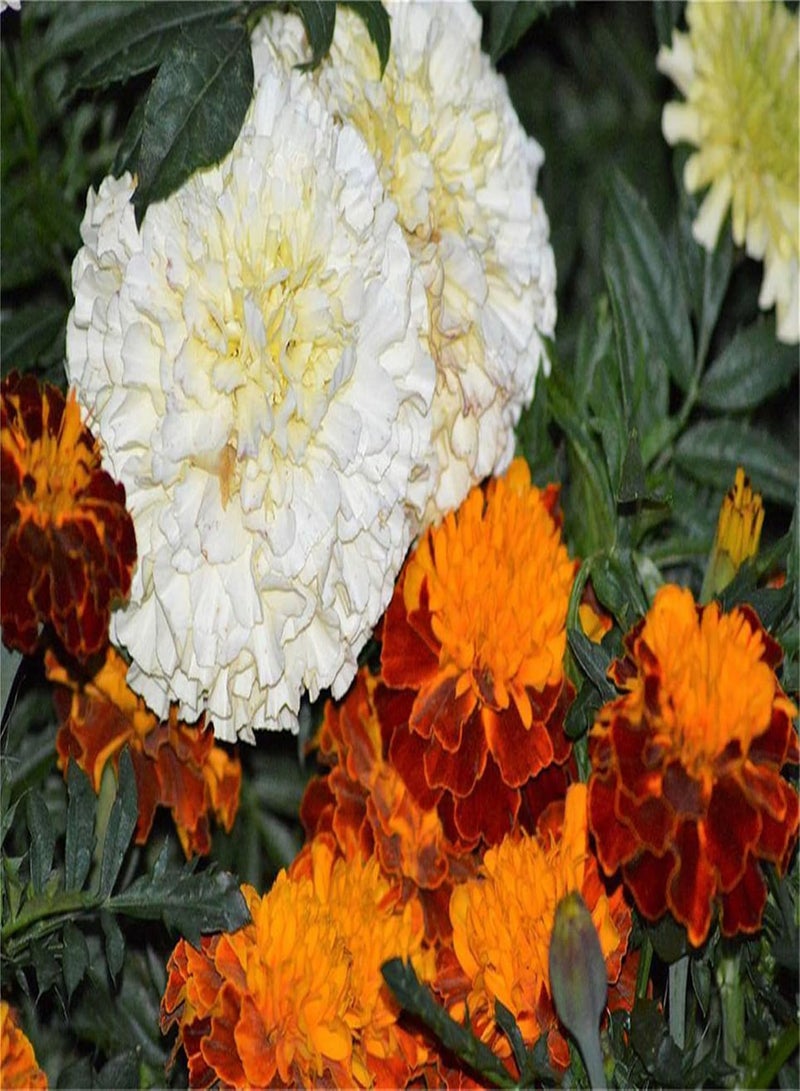 GGOOT Garden Plant Seed Flower Seed 20+ Marigolds Seeds Flowers Marigolds Tagetes Erecta Tall Marigolds Mixed Colors Flowers - Image 4