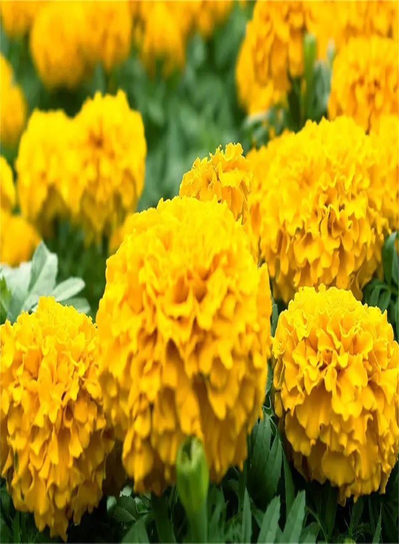 GGOOT Garden Plant Seed Flower Seed 20+ Marigolds Seeds Flowers Marigolds Tagetes Erecta Tall Marigolds Mixed Colors Flowers - Image 3