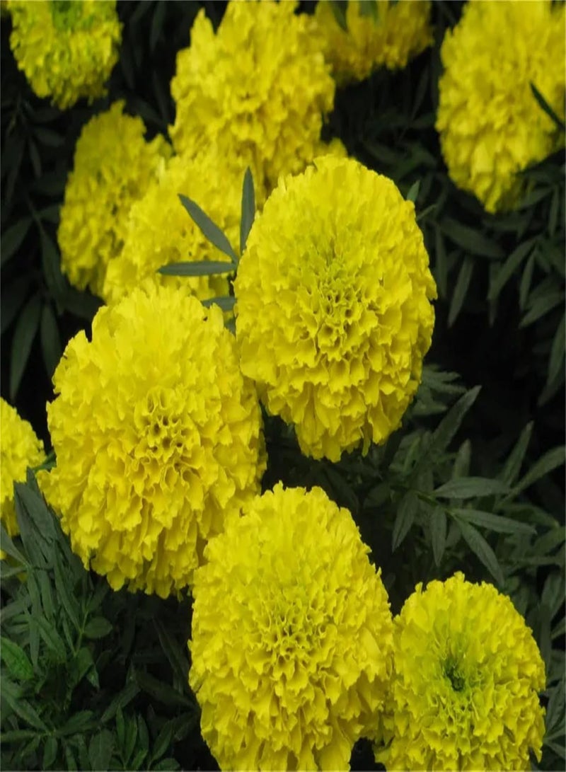 GGOOT Garden Plant Seed Flower Seed 20+ Marigolds Seeds Flowers Marigolds Tagetes Erecta Tall Marigolds Mixed Colors Flowers - Image 2