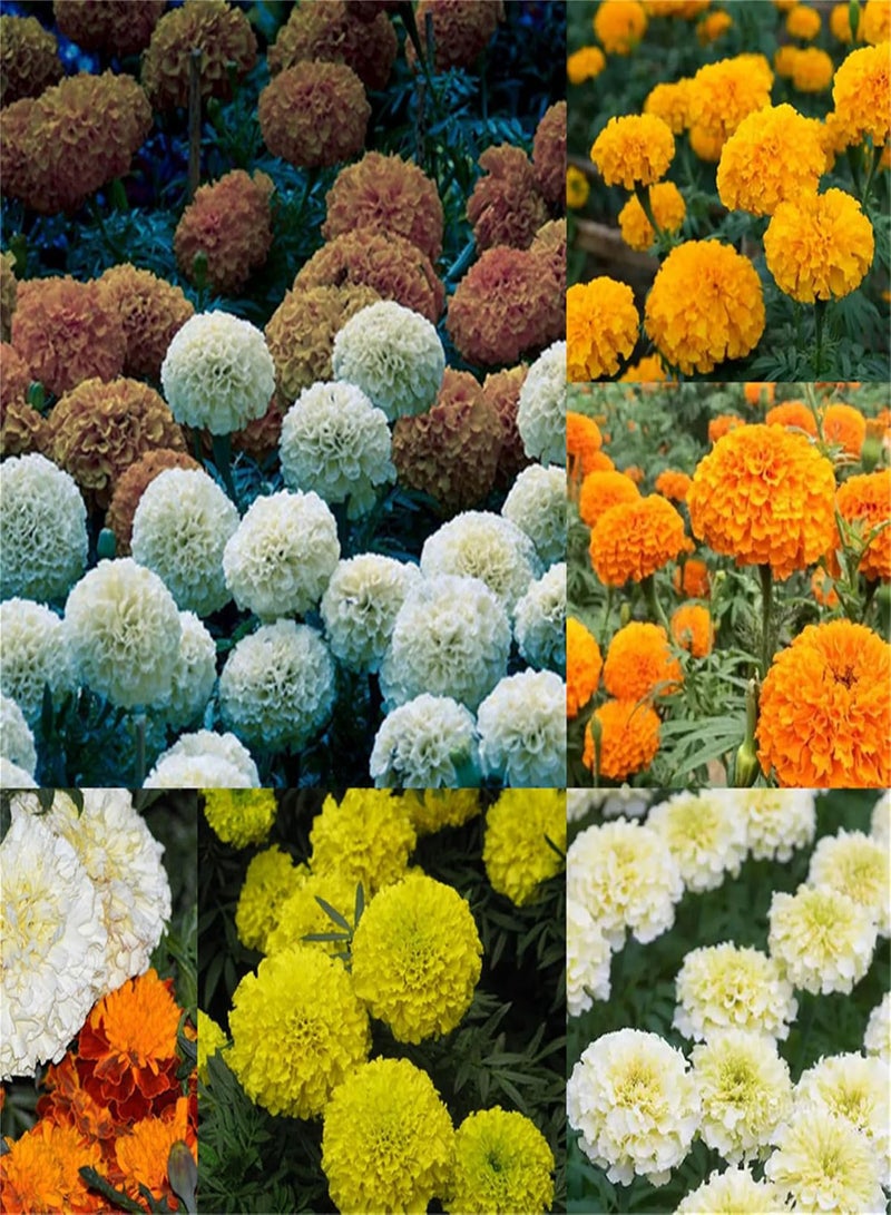 GGOOT Garden Plant Seed Flower Seed 20+ Marigolds Seeds Flowers Marigolds Tagetes Erecta Tall Marigolds Mixed Colors Flowers - Image 1