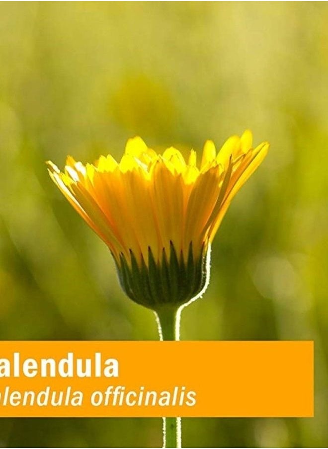 HERB PHARM - Certified Organic Calendula Oil, 1 Fl Oz - Image 1