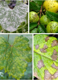 syngenta RidomilGold R-WG  Fungicide & Bactericide  Metalaxyl+ Copper Oxychloride 1kg  - Image 3