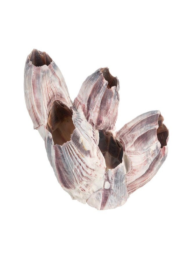 Nautical Crush Trading Real Purple Barnacle Cluster - 3-5" Natural Barnacle Cluster for Craft and Decor - Image 5