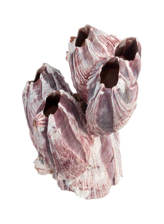 Nautical Crush Trading Real Purple Barnacle Cluster - 3-5" Natural Barnacle Cluster for Craft and Decor - Image 3