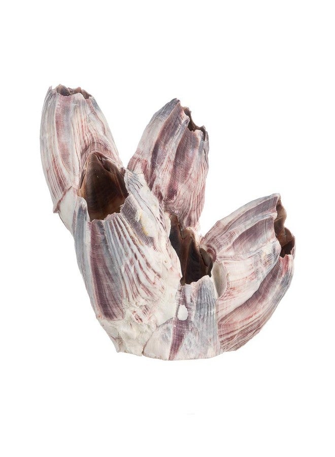 Nautical Crush Trading Real Purple Barnacle Cluster - 3-5" Natural Barnacle Cluster for Craft and Decor - Image 4