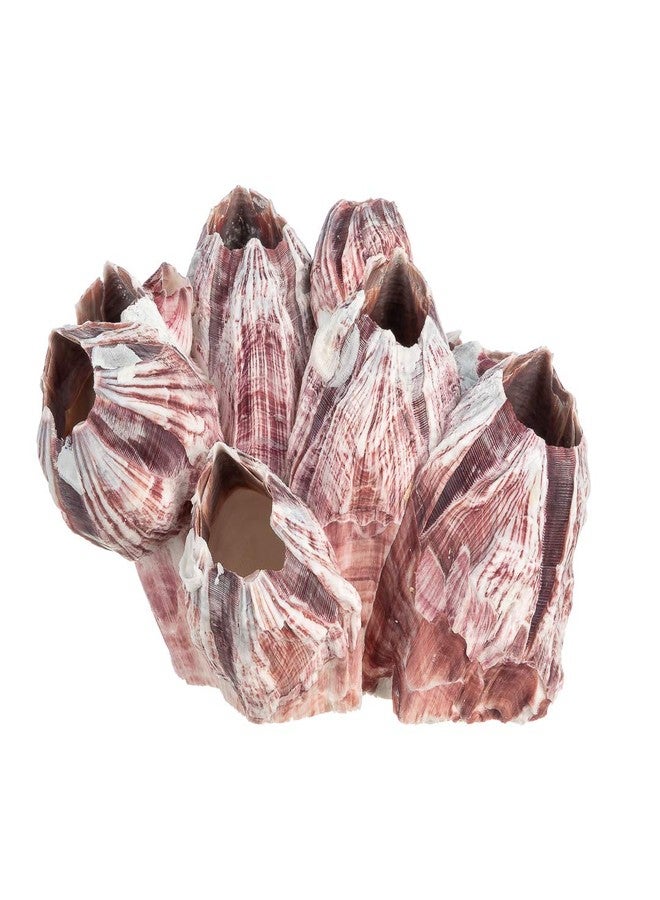 Nautical Crush Trading Real Purple Barnacle Cluster - 3-5" Natural Barnacle Cluster for Craft and Decor - Image 2