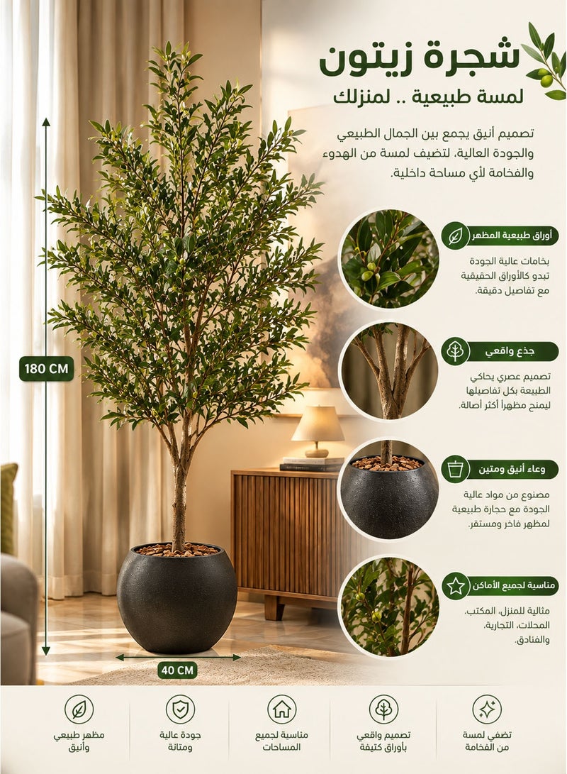 كادي ون شجرة زيتون ارتفاع 180 سم مع اصيص اسود كبير بتصميم جذاب اجعل منزلك اكثر اناقة - Image 2