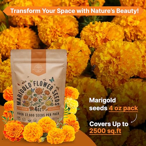 Organo Republic Marigold Seeds Pack 4 oz - Over 37,000 Non-GMO Heirloom Marigold Seeds for Planting Indoor & Outdoor Gardening, Flower Seed for Planting Home and Garden, Flowers Seed in Individual Packet - Image 4