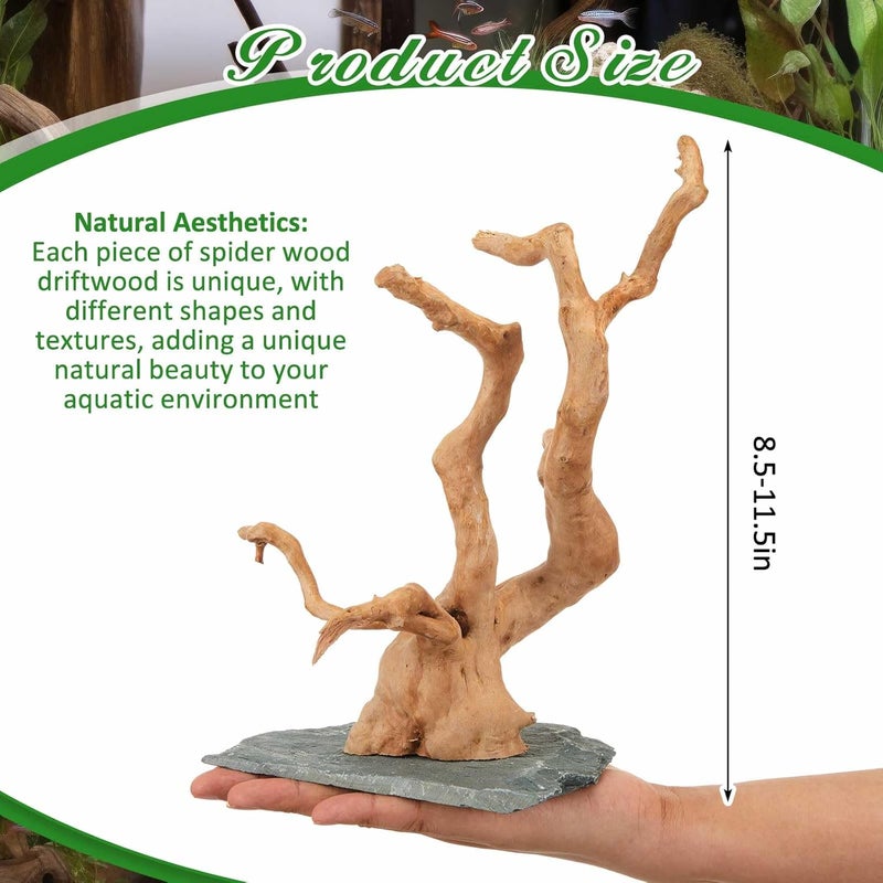 AceOrbit Natural Large Spider Wood Driftwood, 8.5-11.5 Inch Natural Aquarium Driftwood Spiderwood on Slate Stone Aquascaping Wood for Aquarium, Terrarium, Vivarium, Reptile Tank, Fish Tank Decoration - Image 2