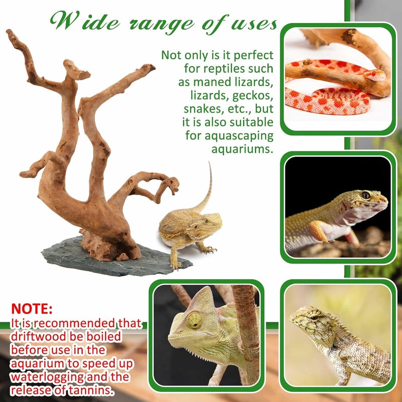 AceOrbit Natural Large Spider Wood Driftwood, 8.5-11.5 Inch Natural Aquarium Driftwood Spiderwood on Slate Stone Aquascaping Wood for Aquarium, Terrarium, Vivarium, Reptile Tank, Fish Tank Decoration - Image 4