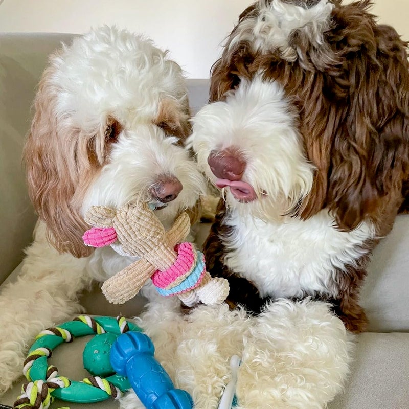 rocket & rex Dog Chew Toy Set for Small to Medium Breeds, Includes All Natural Rubber, Cotton, Ball & Rope Toys, Ideal Puppy Chew Toys for Teething, Reduces Destructive Chewing & Anxiety (Pack of 6) - Image 5