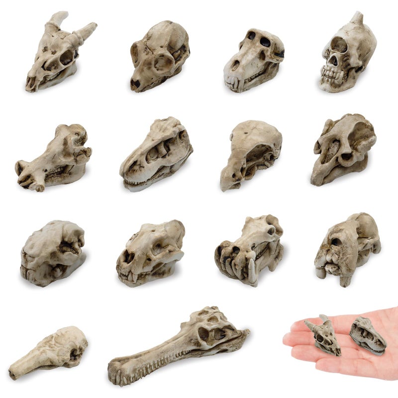 Bbiamsleep 14 Pcs 1.5 Inch Mini Resin Animal Skull Heads Miniature Animal Skull Figurines Mini Halloween Skulls Mini Skull Figurine Miniature Skulls for Crafts Halloween Christmas Micro Landscape Decor - Image 1