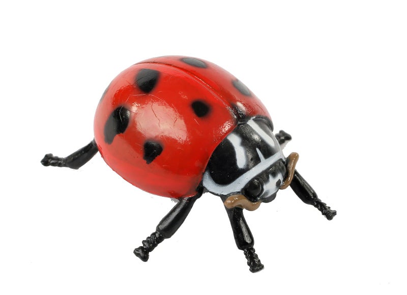 Insect Lore Live Baby Ladybug Larvae - Ladybug Growing Kit REFILL with Ladybug Life Cycle Toy Figurines - SHIP NOW - Image 2