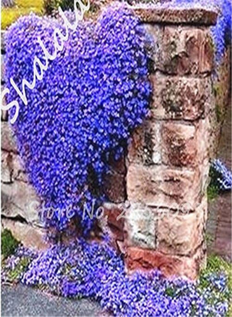 GGOOT Rare Flower Seeds 100 Pcs Aubrieta Seeds Superb Perennial Ground Cover Plant - Rock Cress Seeds Tropical Ornamental Plants 4 - Image 3