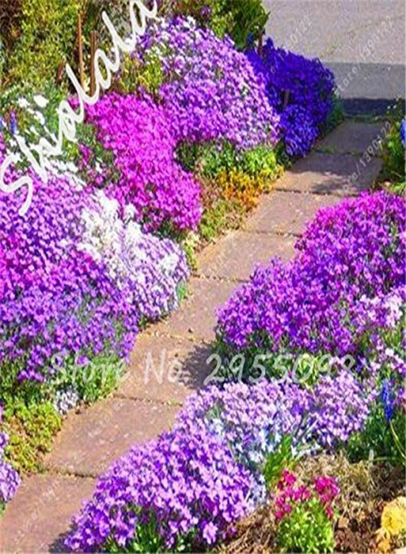 GGOOT Rare Flower Seeds 100 Pcs Aubrieta Seeds Superb Perennial Ground Cover Plant - Rock Cress Seeds Tropical Ornamental Plants 4 - Image 5